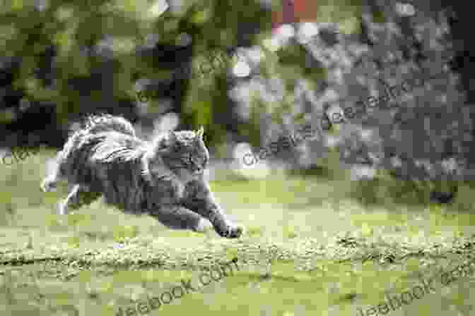 A Cat Running Freely In Nature, Symbolizing The Joy And Fulfillment Found In Emancipation The Emancipation Of Cats (and Other Things)