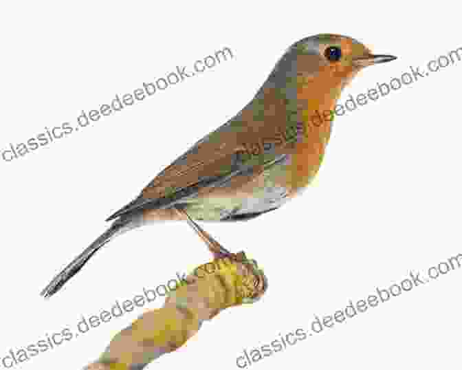 A Photograph Of A European Robin (Erithacus Rubecula) Perched On A Branch With A Vibrant Red Breast Bird Words Jamie Skeie