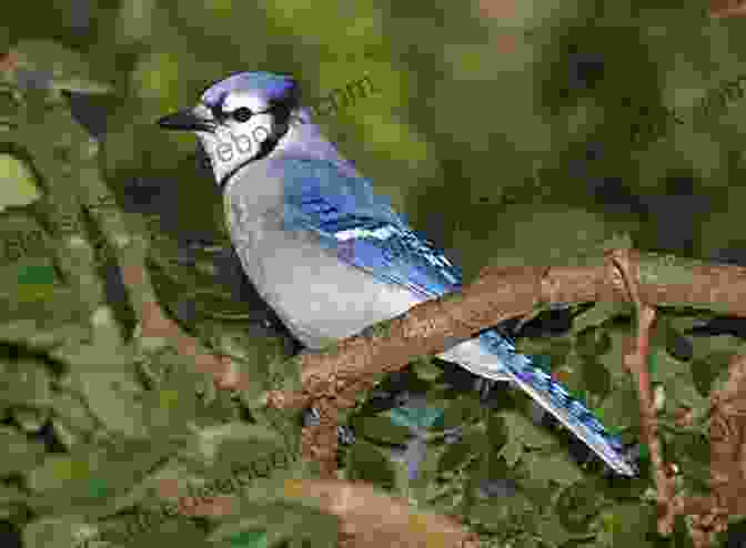 A Photograph Of A Songbird Perched On A Branch, Its Beak Open In Song Bird Words Jamie Skeie