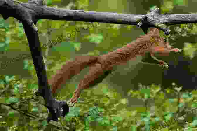 A Squirrel Leaping Gracefully Between Two Tree Branches, Its Bushy Tail Extended For Balance. The Secret Life Of Squirrels