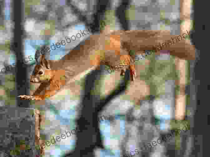 A Squirrel Leaping Gracefully Through The Forest Canopy, Its Bushy Tail Flowing Behind It. The Secret Life Of Squirrels