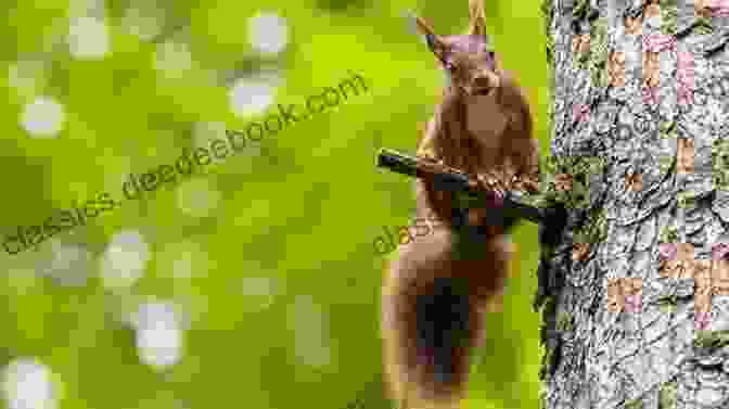 A Squirrel Perched On A Tree Branch, Holding An Acorn In Its Paws. The Secret Life Of Squirrels