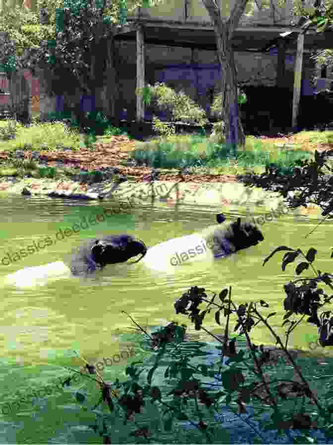 A Vibrant Photograph Of The El Paso Zoo, Capturing The Diverse Wildlife And Lush Surroundings A Walking Tour Of El Paso Texas (Look Up America Series)