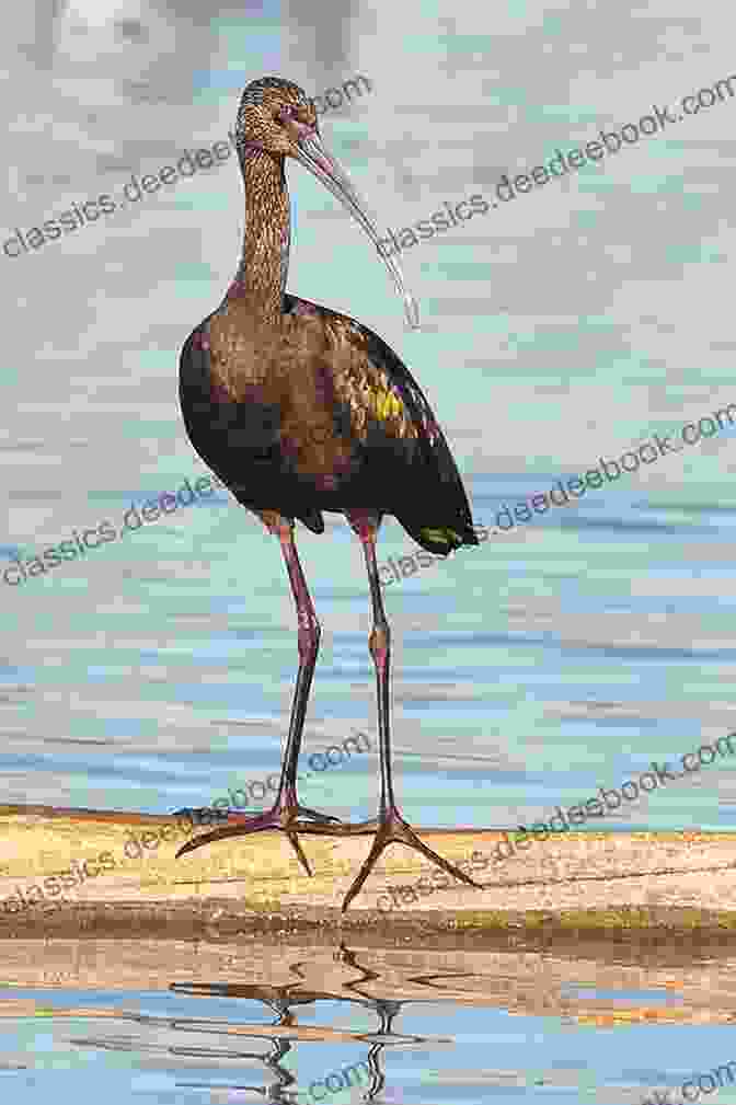 A Wood Ibis Standing In A Wetland With Its Long Legs And Neck Extended, And Its Distinctive Down Curved Bill Pointing Towards The Water. Counted Cross Stitch Pattern: Wood Ibis Bird By John James Audubon PROFESSIONALLY EDITED Image (Audubon Bird Series)