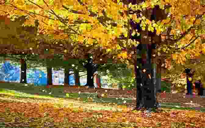 Autumn Leaves Falling From A Tree To The Stars From Autumn