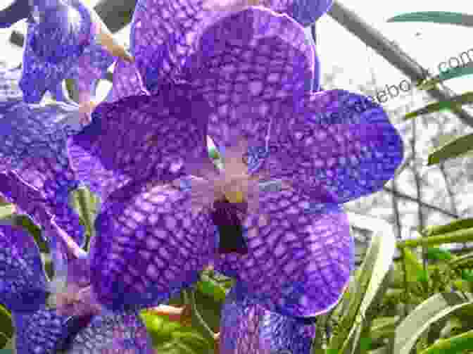 Close Up Of Vanda Coerulea Trichomes With Pollen Grains Vile Affections Vanda