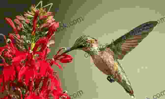 Hummingbird Feeding On Vanda Coerulea Flower Vile Affections Vanda