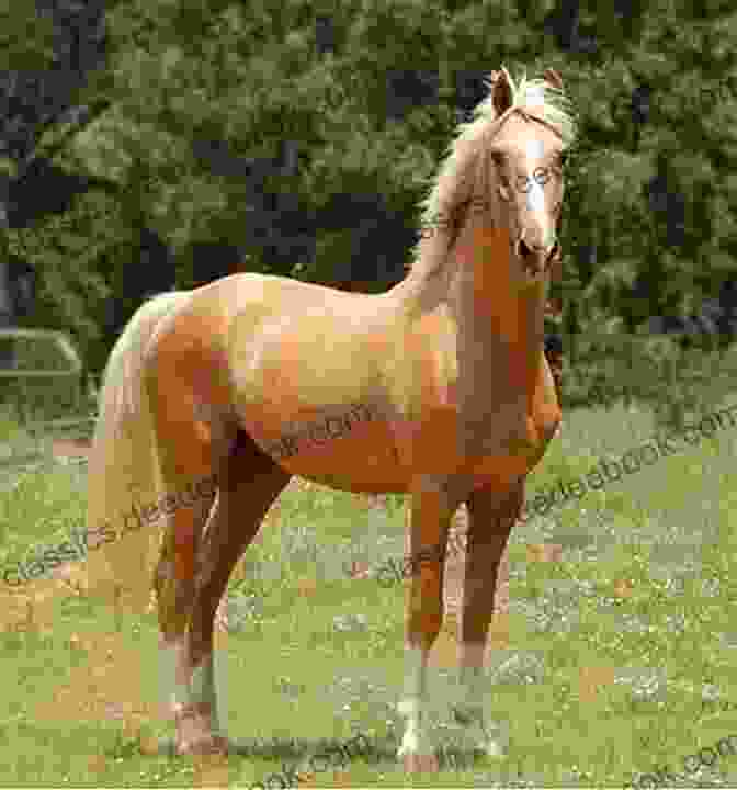 Rain The Mare, A Beautiful Palomino Mare With A Gentle Spirit The Horses Of Proud Spirit