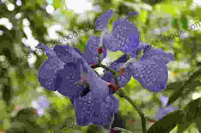 Vanda Coerulea Extract Being Used In Traditional Medicine Vile Affections Vanda