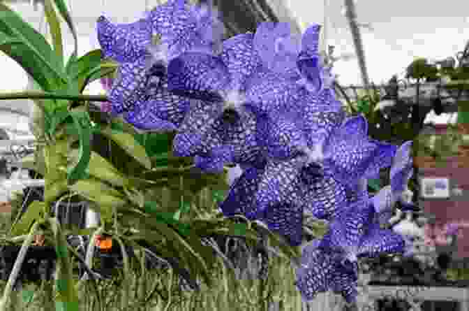 Vanda Coerulea Flower Morphology With Close Up Of Petals And Column Vile Affections Vanda