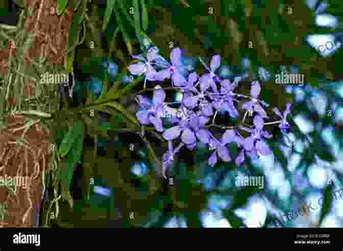 Vanda Coerulea Growing On Tree Trunk In A Tropical Forest Vile Affections Vanda