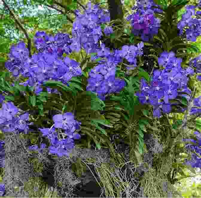 Vanda Coerulea Habitat Facing Deforestation Vile Affections Vanda