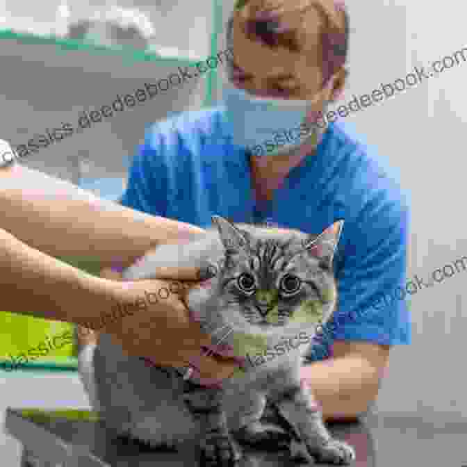 Veterinarian Examining A Cat At The Hotel. Lively Leonora: Our Fickle Friendly Extrovert (The Cats Hotel 1)